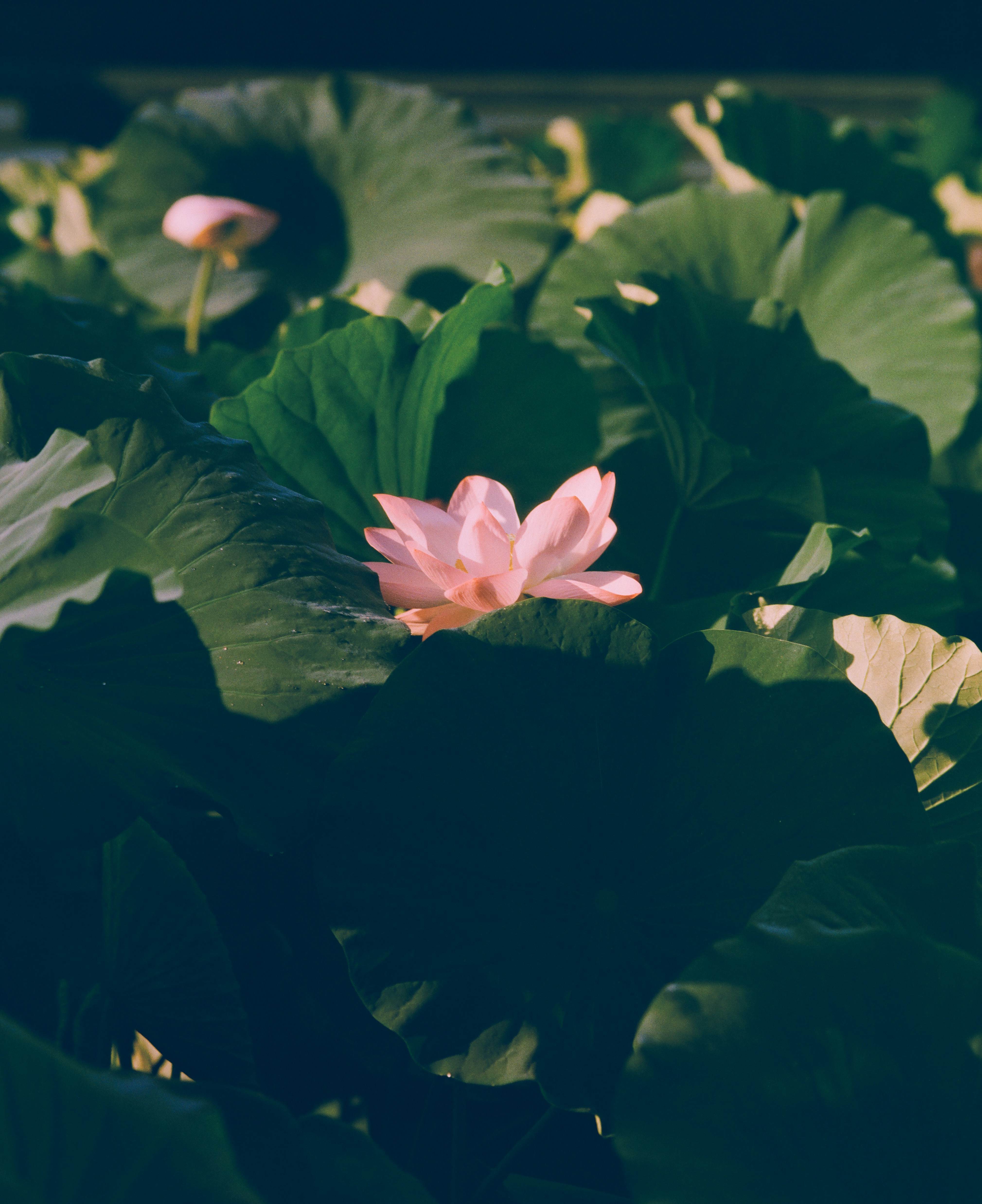 Professional development